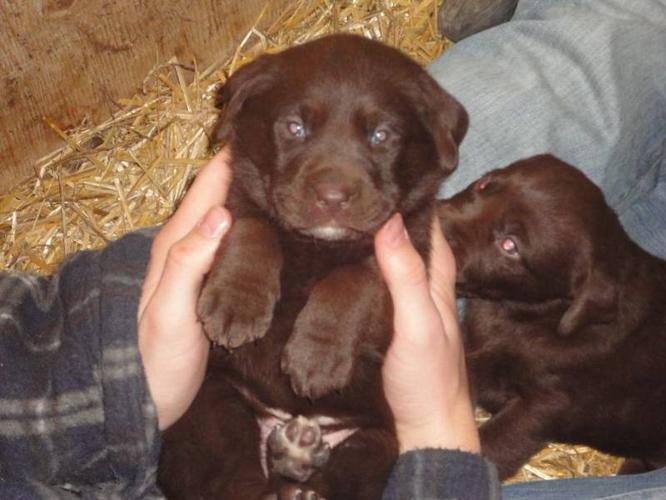 Registered Chocolate Labs