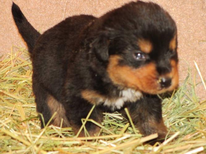 Rottweiler crossed with Bernese Mountain Dog x Black Lab puppies