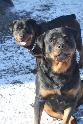 Rottweiler Puppies For Sale !!!!