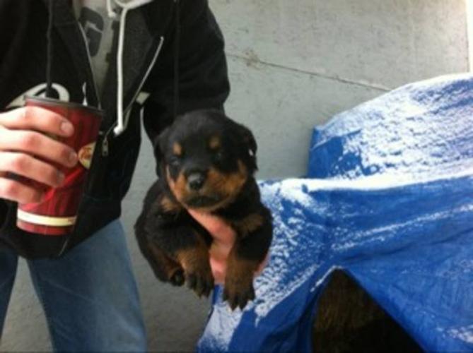 Rottweiler puppies ready for Christmas