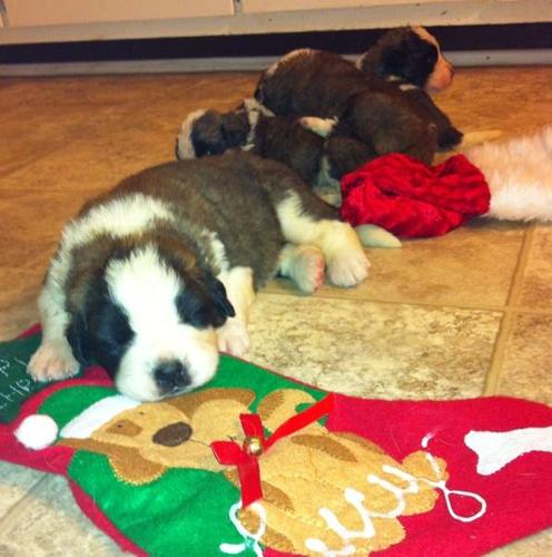 Saint Bernard Puppy's Ready to Go Just in time 4 christmas