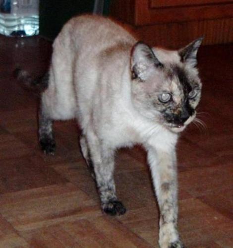 Senior Female Cat - Siamese: 