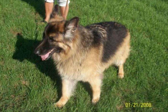 Senior Male Dog - German Shepherd Dog: 