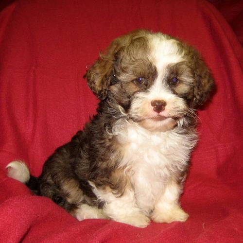 Shih Poo puppies Males only.
