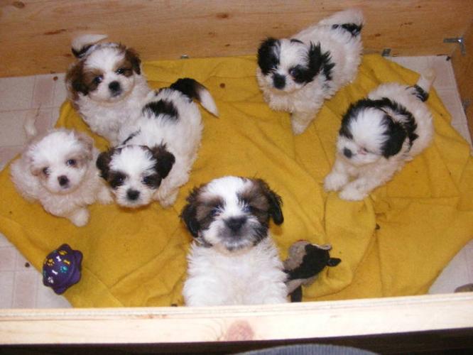 Shih-tzu puppies for sale