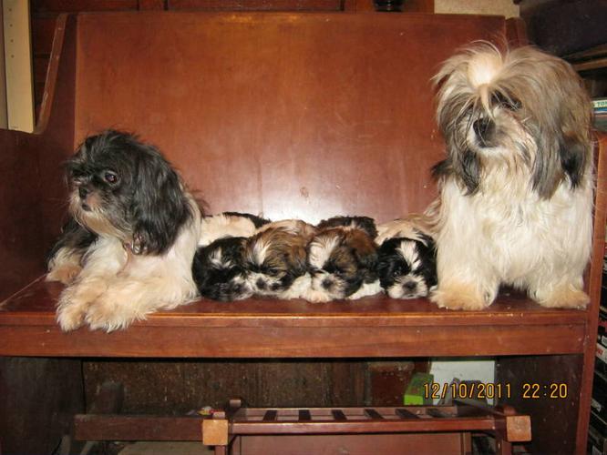 Shihtzu puppies for sale
