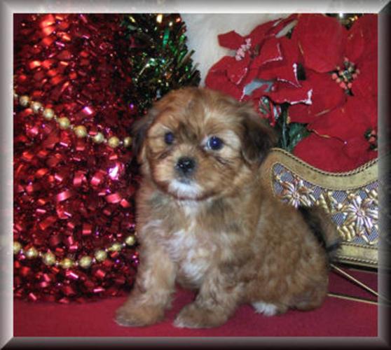 Shorkie Pups for sale