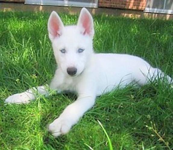 Snow White Siberian Husky Puppies Vivid Blue Eyes