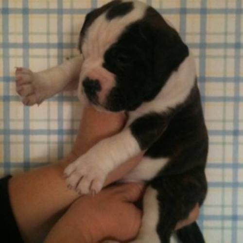 Super cute Bulldog puppies!