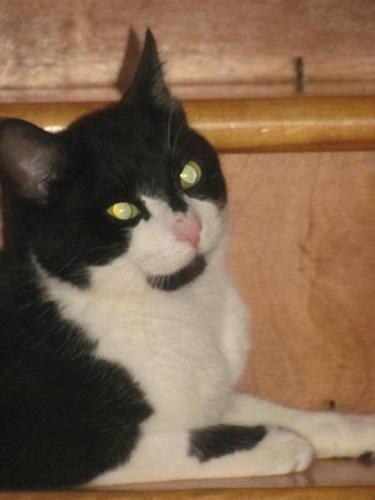 Sylvester needs a home that's for Keeps! (He's fixed)
