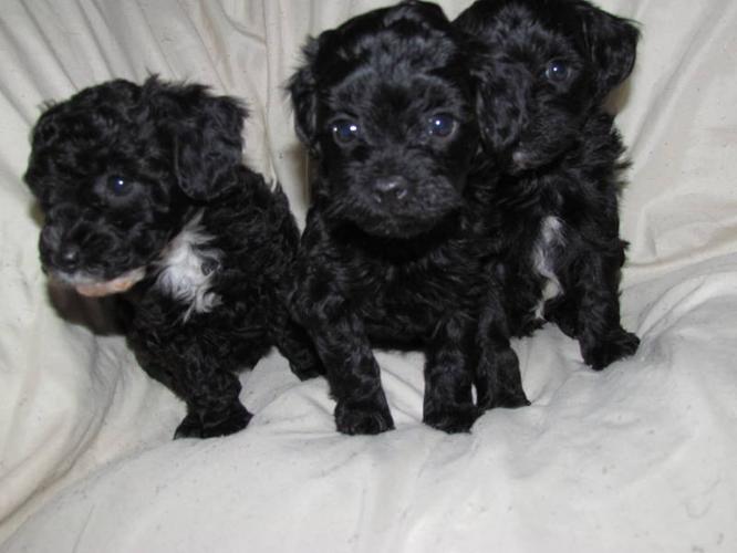 TCUP/TINY TOY MALTI-POO Puppies Maltese/Poodle **3 left**