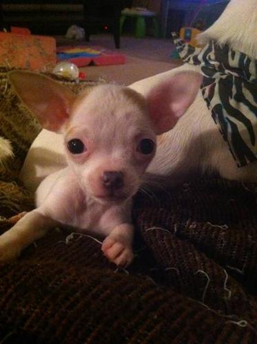 Teacup Chihuahua puppies - 1 Male Left