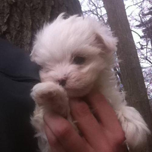 Teacup Maltese Puppies - 2 Females Available
