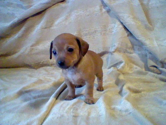 Tiny and Sweet Chiweenie Puppy!