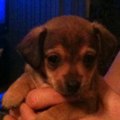 Tiny Chiweenie puppies for sale