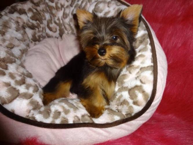 Tiny toy yorkshire terrier