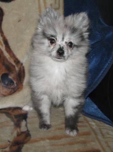 Toy Pomeranian puppy