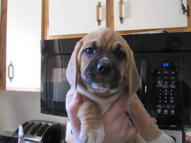 TWO PUGGLE PUPPIES LEFT !! PRICE REDUCED !!