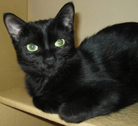 URGENT: Permanent Foster Needed for Feline Leukemia Cat