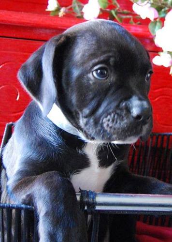 Victorian/American Bulldog Pups $400 OBO