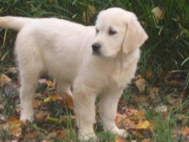 Wanted: Golden retriever puppy (white)