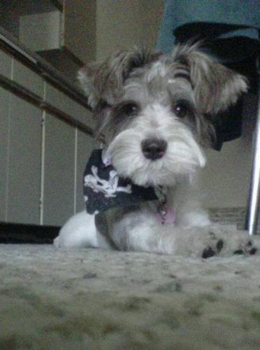 Wanted: Looking for a Companion for my 10 month old FEMALE Toy Schnauzer