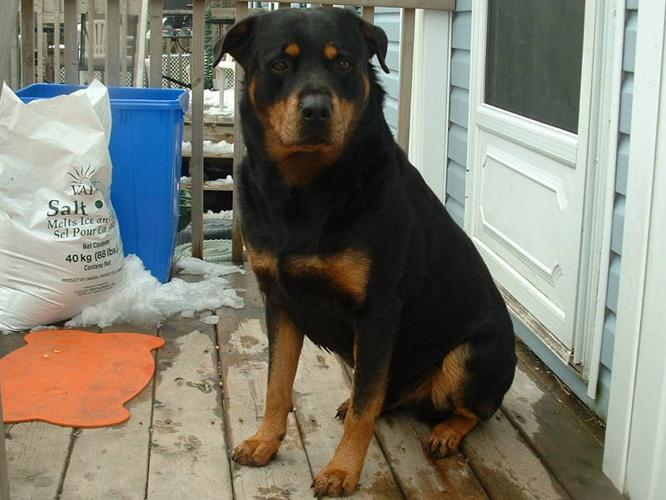 Wanted: Looking for a Female Rotti to spend sometime with my male Rotti