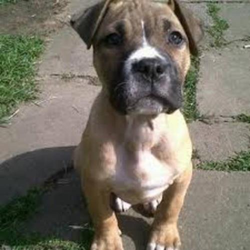 Wanted: LOOKING FOR A MALE BULLY BREED PUPPY FOR CHRISTMAS