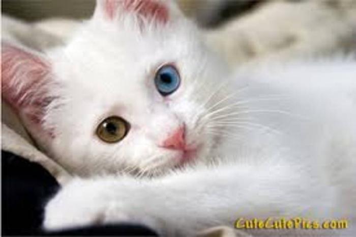 Wanted: Looking for a Pure white kitten