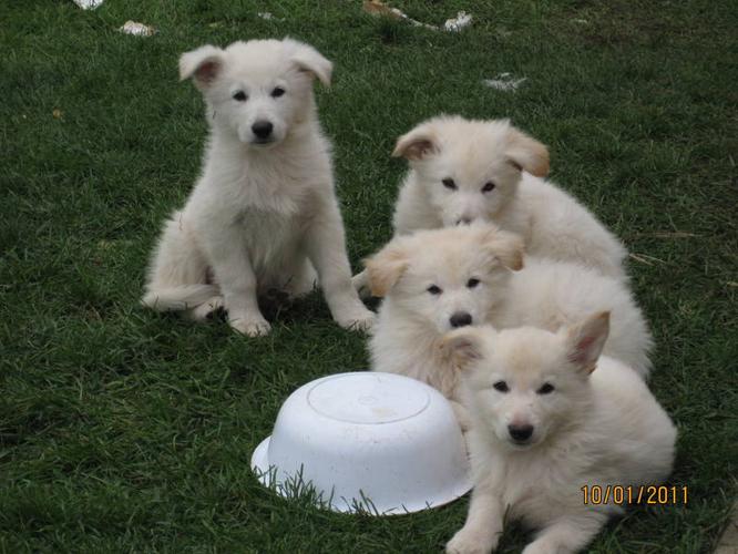 WHITE GERMAN SHEPHERD PUPS for sale in Scotland, Ontario - Nice Pets Online