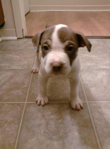 x / Bull pups for sell 400 or best offer.
