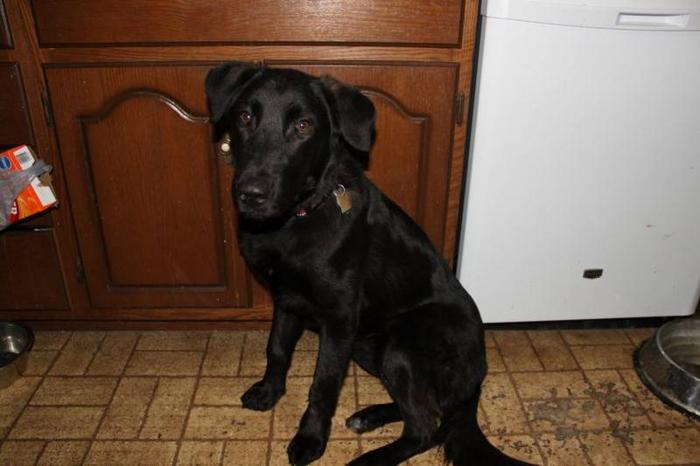 Young Black Lab/German Shepherd Mix for sale in London, Ontario - Nice ...