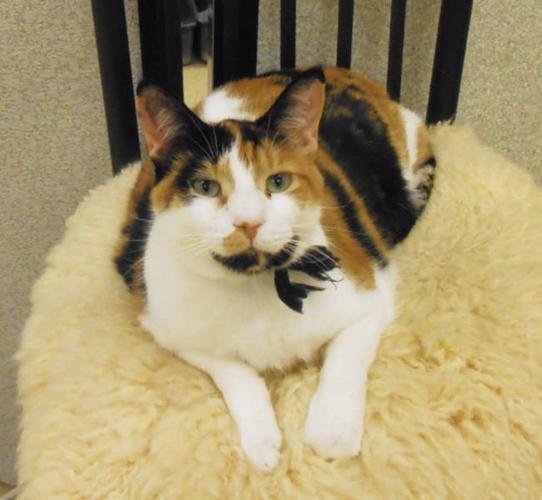 Young Female Cat - Calico: 