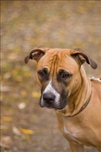 Young Female Dog - Boxer Pit Bull Terrier: 