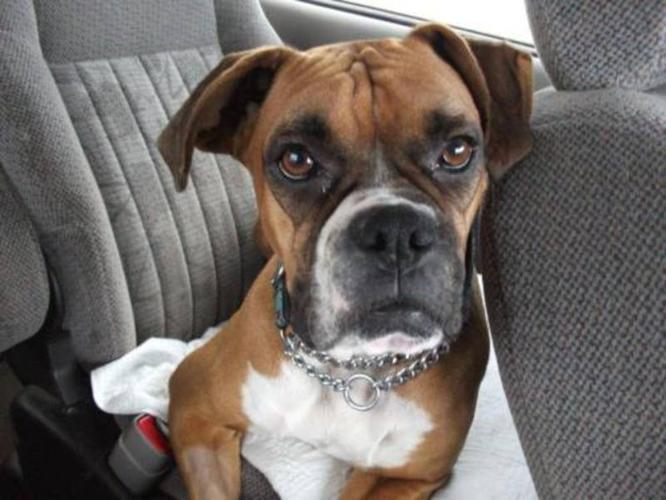 Young Female Dog - Boxer: 