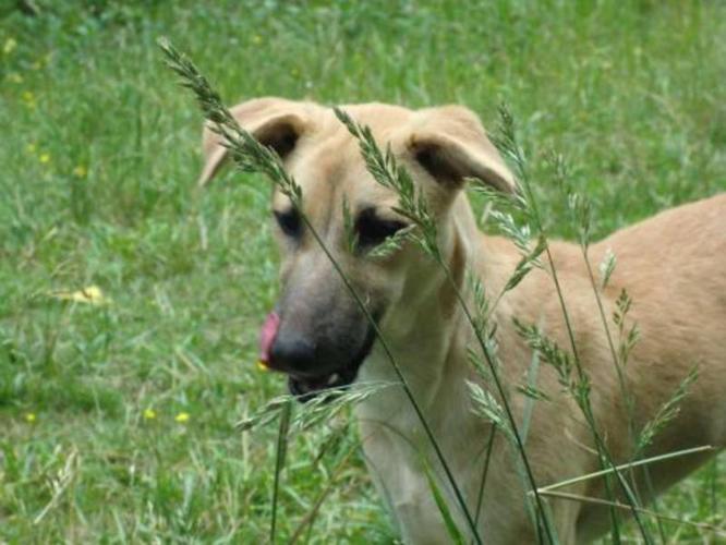 Young Female Dog - Whippet Retriever: 