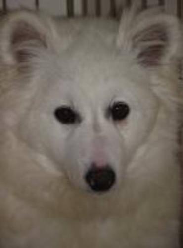Young Male Dog - American Eskimo Dog: 