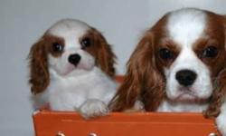 Canadian Kennel Club Registered Cavalier King Charles Puppies lovingly raised locally in Moose Jaw Sask!
Only 1 Girls Left!! Ready to go!
The puppies will be tattooed, vaccinated, dewormed, vet check, Candian Kennel Club Registered, and come with puppy