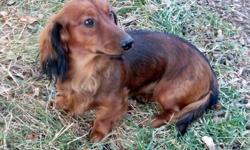 $250 or reasonable offer.
I am selling a 10 month old, unaltered, male long haired Dachshund puppy. Both of his parents are unregistered Dachshunds. He has beautiful shaded red (black overlay) hair and is a loveable pup. Although he is considered a long