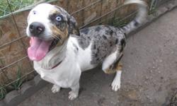 Eden is a purebred registered louisianna leopard catahoula. She is 10 months old and looking for a good farm home where she will have lots of room to run. She is very intelligent, sweet and loving, and also very high energy. She is housetrained and kennel