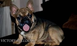 Victory Bulldogs has one outstanding Rare Sable Tri French Bulldog 10 Month old Male Available!
 
This Boy is Gorgeous! Thick set with short coby body, loaded with wrinkles, Flat Flat Face and amazing personality!  Fully house broken and vaccinated, leash