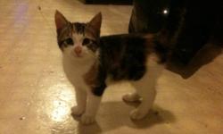 Hi there,
I have a beautiful 12 week old Calico kitten free to a good home. I believe she will be a shorter haired Calico. We named her Callie but I'm sure that can be change! She is very loving and is litter trained. Is currently in a home with dogs and