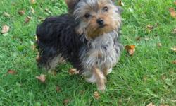 I have a 17 month old baby girl from my female Yorkie, she has a great temperament, well mannered pup gets along with other yorkies, she is tiny for her age,  i am looking for a good home for her. these are updated pics of her,.Second last pic is mother,