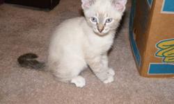 1/2 Siamese Kittens - youngest born Sept 16/11.  $60.00 each.  Can e-mail more pictures.  Delivery available to Regina.  Call 306-268-2186.
