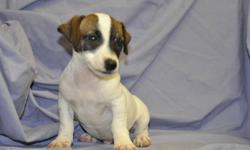 1 male Jack Russell puppy, born Sept. 6th, his parents are both pure bred Jack Russells, extremely friendly, highly intelligent, great companions, very loyal, ready to go to their new homes now, 1st set of shots, dewormed, Vet. checked health papers,