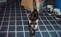 1- 13 weeks old black Male poly dactyl kitten (his female twin is on reserve until 6pm Saturday then getting re-posted here as available unless you call me)
1 - 10 month old poly dactyl Calico female
1 - 2 year old Calico female (NOT Poly dactyl)
Free,