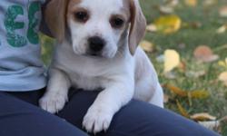 SOOO CUTE BEAGLE BABIES! TRICOLOR & LEMON BEAGLE BABIES READY FOR THERE NEW FAMILIES NOV 12 PUPPIES WERE BORN SEPT 12., THESE LITTLE GUY ARE GOING TO BE THE SMALLER BEAGLES MOM IS 15LBS AND 12INCHS HIGH AND DAD IS 12IN HIGH, THEY BOTH HAVE EXCELLENT