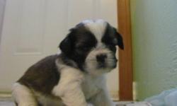 Don't know what to get that special someone for Christmas this year? Well I have a great idea! How about a beautiful new puppy? I am selling one ( male) beautiful Shih Tzu puppy to good home. They were born on November 14 and will be ready to go shortly