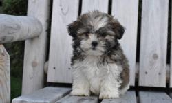 1 female tri-colour Shih Tzu puppy, born Sept. 30th, both parents are pure Shih Tzu,she will be10 to12lbs when full grown, hypoallergenic, nonshedding, excellent companion, great family puppy, 1st set of needles, dewormed, Vet. checked health papers,
