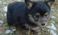 Healthy, happy, tiny, fluffy, male ,Welsh Corgi cross puppy.
Black and brown with a touch of white.
This 8 week old little chap is very unique, he has the corgi conformation in a mini body.
He weighs less than 3lbs, is very fluffy, has a docked tail,